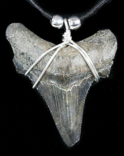 Fossil Angustiden Tooth Necklace - Megalodon Ancestor #47786